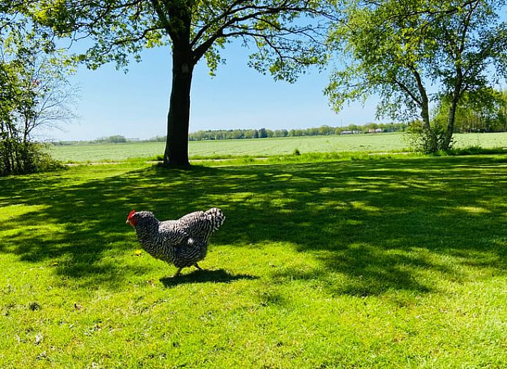 Guest house 230409 - Holiday property Friese bossen - Huisje in Oldeberkoop