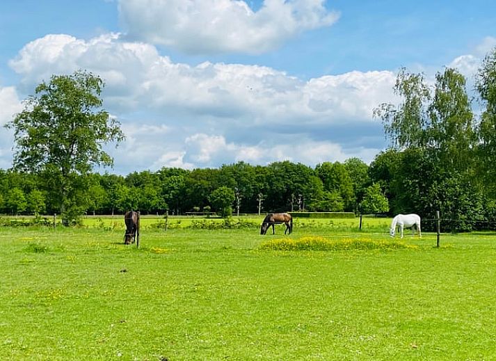 Guest house 230409 - Holiday property Friese bossen - Huisje in Oldeberkoop