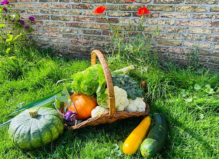 Guest house 230409 - Holiday property Friese bossen - Huisje in Oldeberkoop