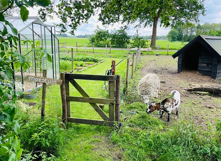 Guest house 230409 - Holiday property Friese bossen - Huisje in Oldeberkoop