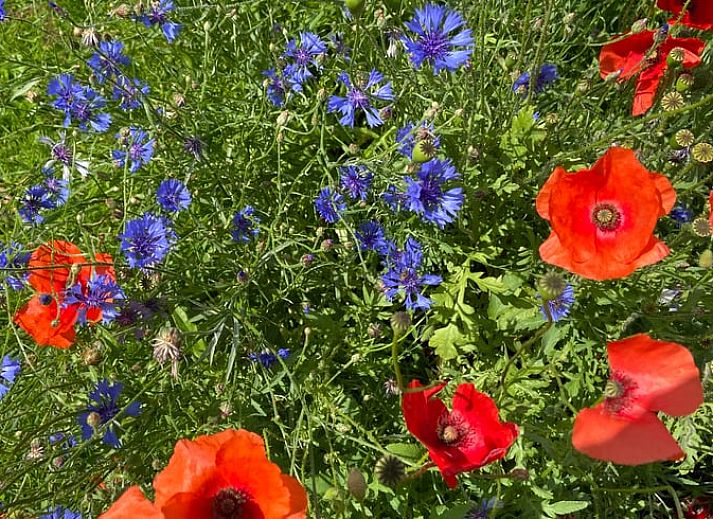 Guest house 230409 - Holiday property Friese bossen - Huisje in Oldeberkoop