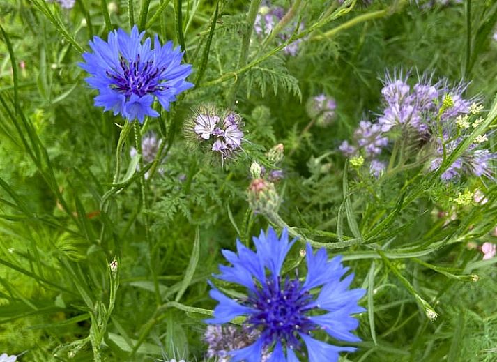 Guest house 230409 - Holiday property Friese bossen - Huisje in Oldeberkoop