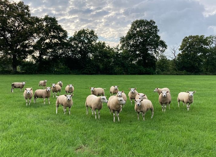 Unterkunft 230603 - Ferienhaus Friese bossen - Vakantiehuis in Siegerswoude