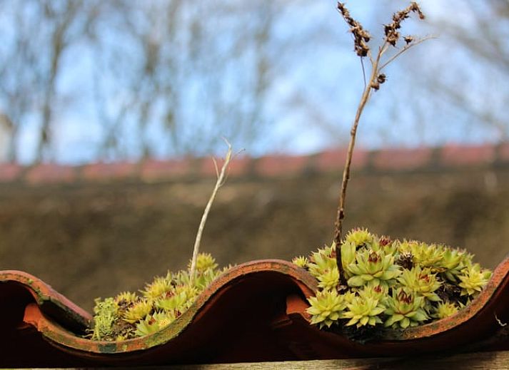 Charming vacation home Cottage in Haule in the Frisian forests of Friesland.