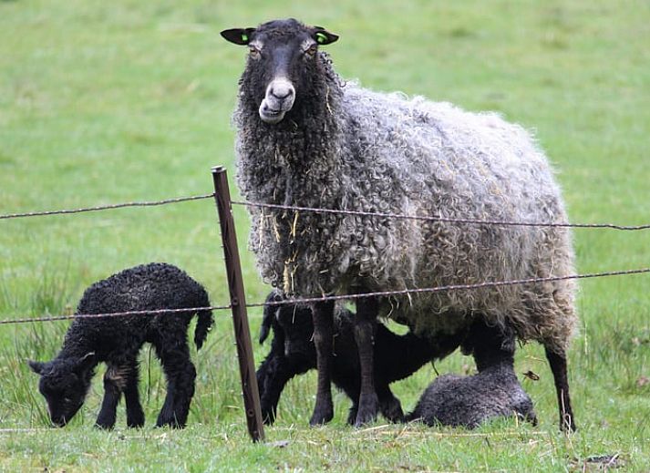 Cozy porch of Huisje in Haule, vacation home in Friesland.