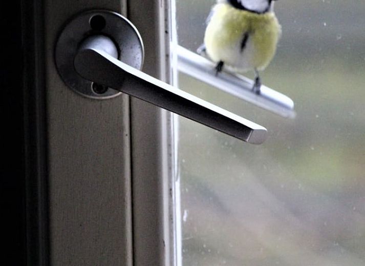 Green plants on the roof of Cottage in Haule, located in the Frisian forests.