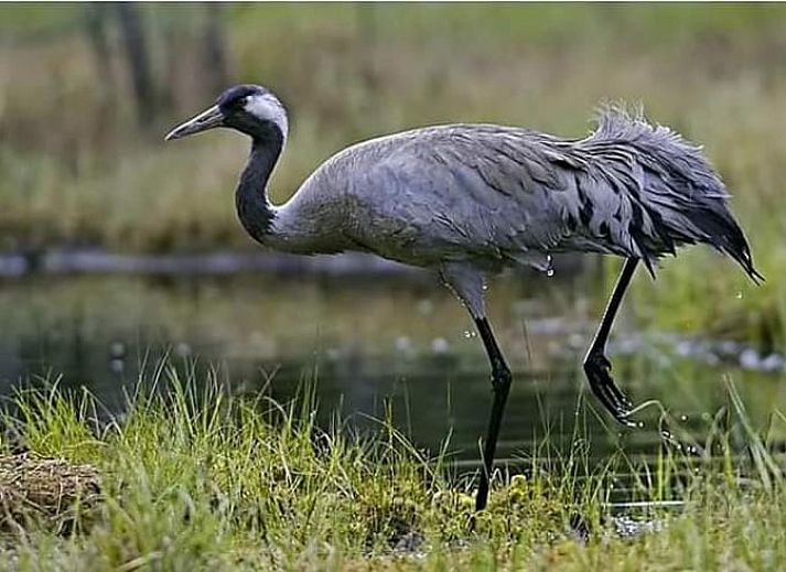 Ferienhaus in Oosterwolde, in den friesischen Waeldern von Friesland gelegen, mit Veranda und gruener Umgebung.