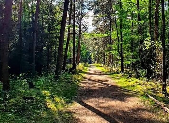 Ferienhaus in Oosterwolde, in den friesischen Waeldern von Friesland gelegen, mit Veranda und gruener Umgebung.