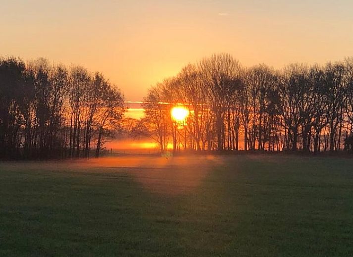 Blooming flowers at Cottage in Haulerwijk, vacation home in the Frisian woods.