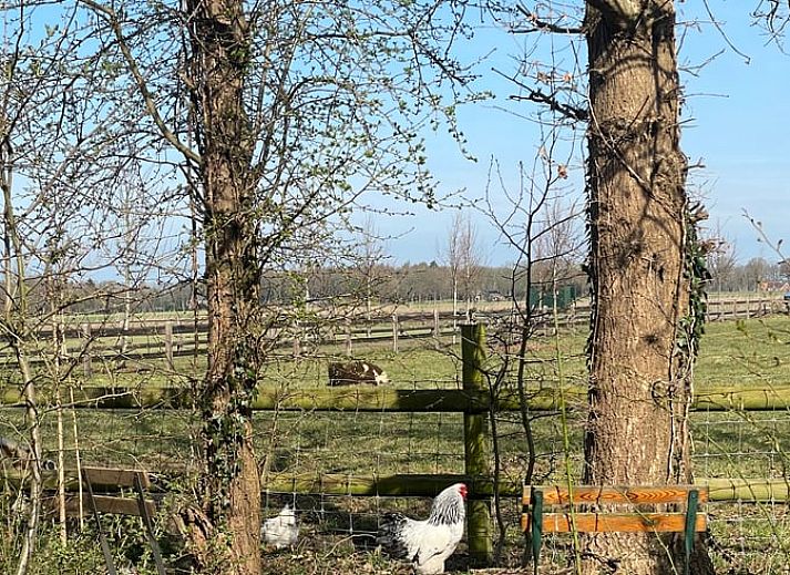Guest house 231405 - Holiday property Friese bossen - Vakantiehuis in Haulerwijk