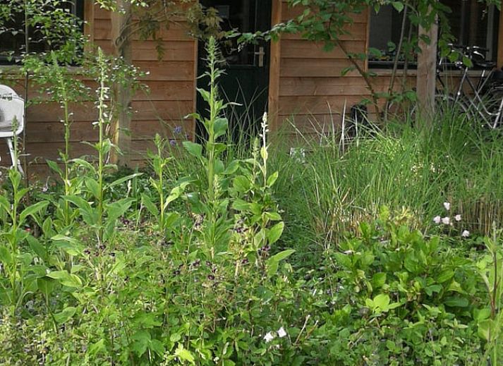 Terras bij Vakantiehuisje in Haulerwijk met uitzicht op vijver, gelegen in de Friese bossen van Friesland.