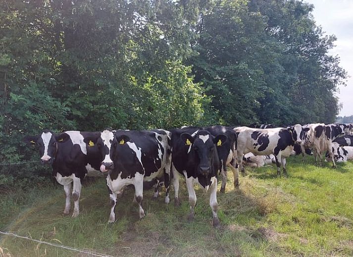 Prachtig uitzicht op zonsondergang vanaf Vakantiehuis in Haulerwijk, midden in de Friese bossen.