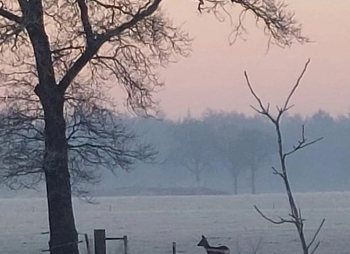 Landschap rondom Vakantiehuis in Haulerwijk, met weelderige groene velden in Friesland.