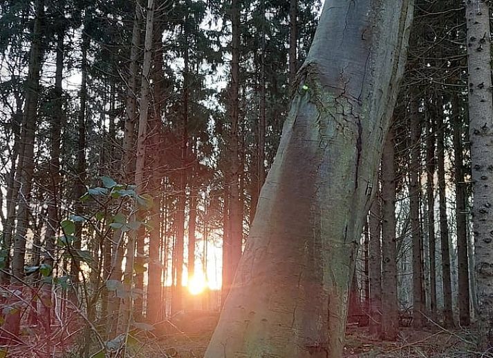 Landschap rondom Vakantiehuis in Haulerwijk, met weelderige groene velden in Friesland.