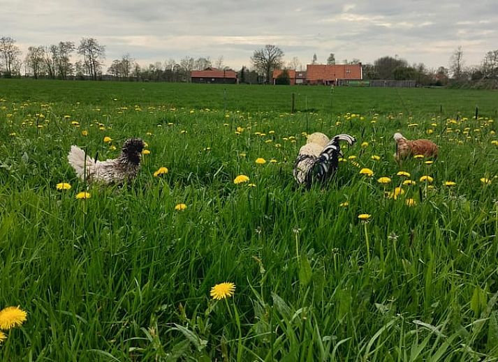 Adembenemende zonsondergang bij Vakantiehuis in Haulerwijk, gelegen in de Friese bossen.