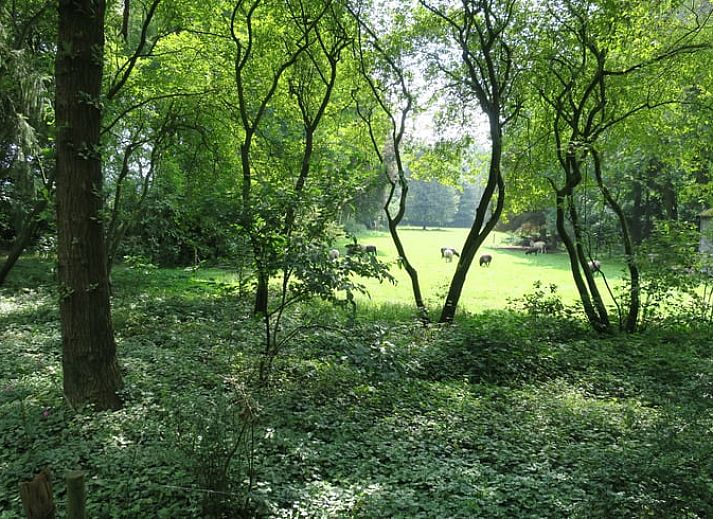 Unterkunft 231511 - Ferienhaus Friese bossen - Vakantiehuis in Boijl