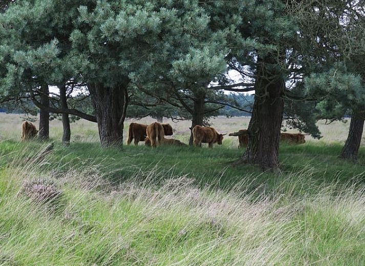 Unterkunft 231511 - Ferienhaus Friese bossen - Vakantiehuis in Boijl
