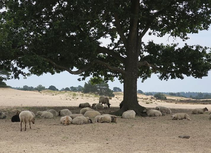 Unterkunft 231511 - Ferienhaus Friese bossen - Vakantiehuis in Boijl