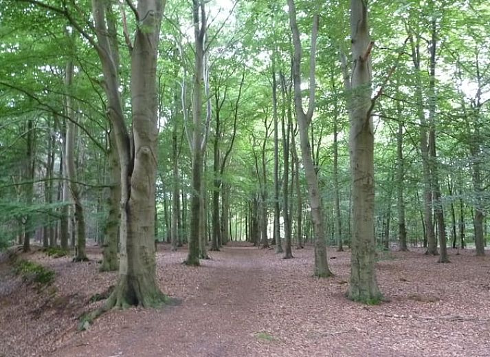 Unterkunft 231511 - Ferienhaus Friese bossen - Vakantiehuis in Boijl