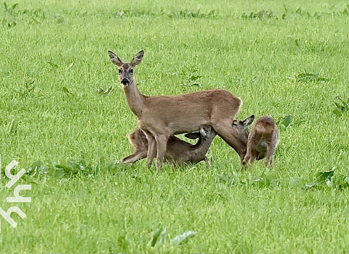 Guest house 231519 - Holiday property Friese bossen - FR362