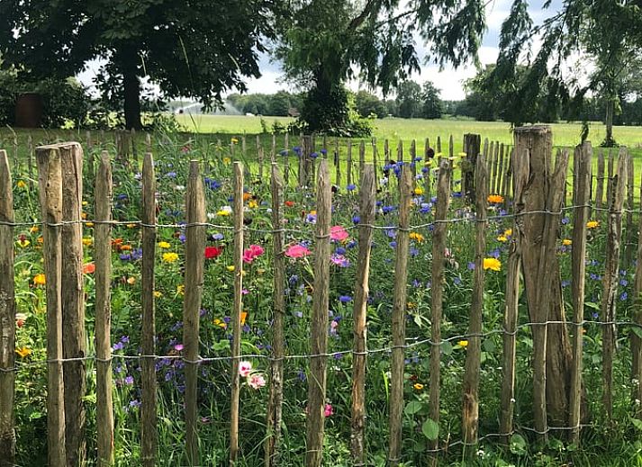 Vakantiehuisje in Hoornsterzwaag met uitzicht op groene tuin in Friese bossen, Friesland.