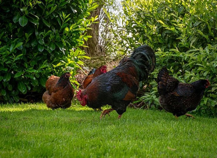 Rustieke charme van Vakantiehuisje in Hoornsterzwaag, gelegen in de Friese bossen.