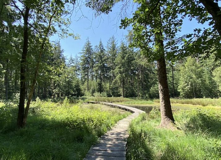 Unterkunft 232002 - Ferienhaus Friese bossen - Vakantiehuis in Oranjewoud