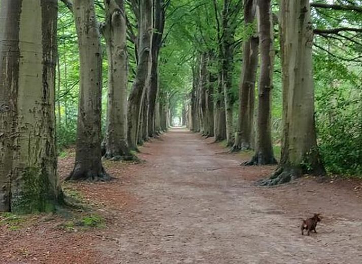 Unterkunft 232002 - Ferienhaus Friese bossen - Vakantiehuis in Oranjewoud