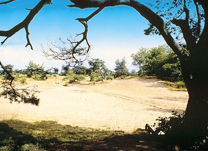 Unterkunft 232401 - Ferienhaus Friese bossen - Vakantiehuisje in Langedijke