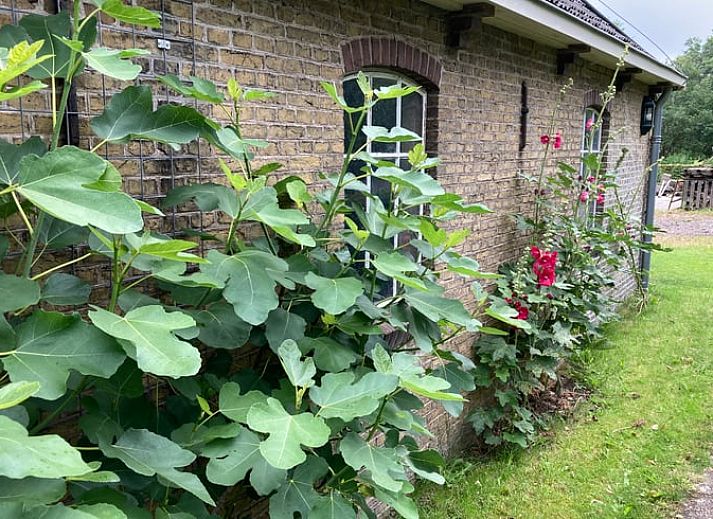 Unterkunft 232610 - Ferienhaus Friese bossen - Huisje in Wijnjewoude