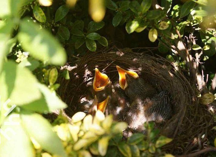 Guest house 232612 - Holiday property Friese bossen - FR260