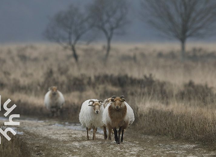 Guest house 232612 - Holiday property Friese bossen - FR260