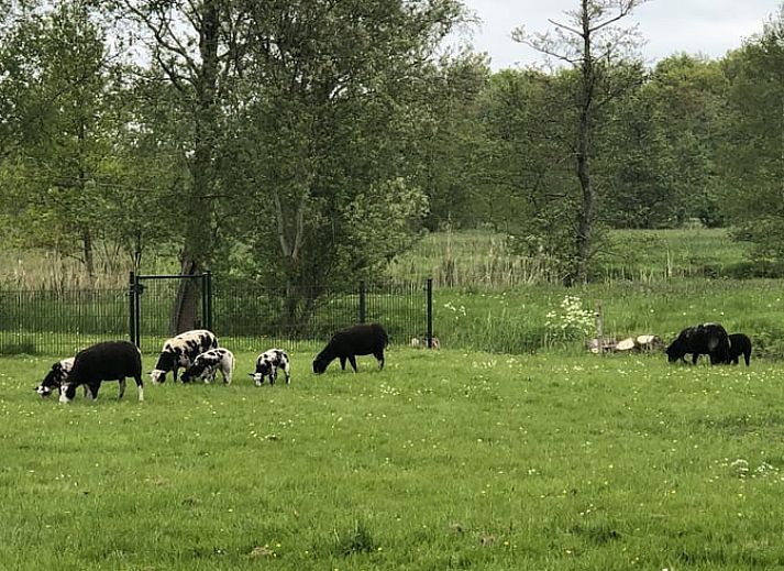 Eetruimte met uitzicht in Vakantiehuis in Houtigehage, Friese bossen.