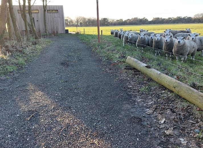 Bright dining area in Holiday Home in Lippenhuizen with panoramic views of Frisian forests.