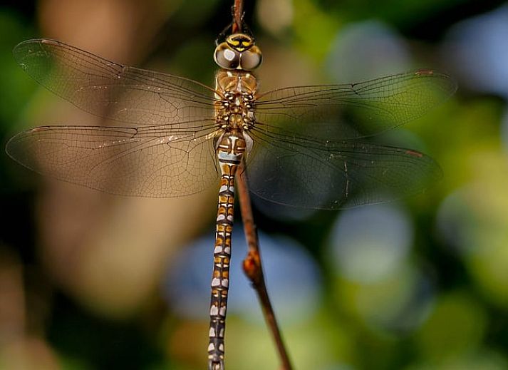 Dining room with wooden table in Holiday home in Steggerda, in the middle of the Frisian forests.