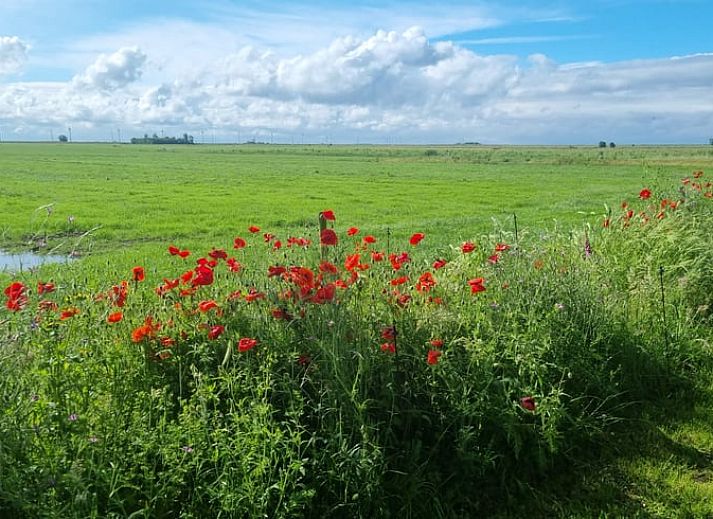 Aussenbereich des Ferienhauses in Nijemirdum, mit Garten und Terrasse in Friesland.