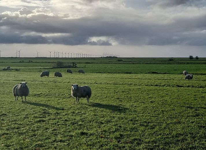 Aussenbereich des Ferienhauses in Nijemirdum, mit Garten und Terrasse in Friesland.