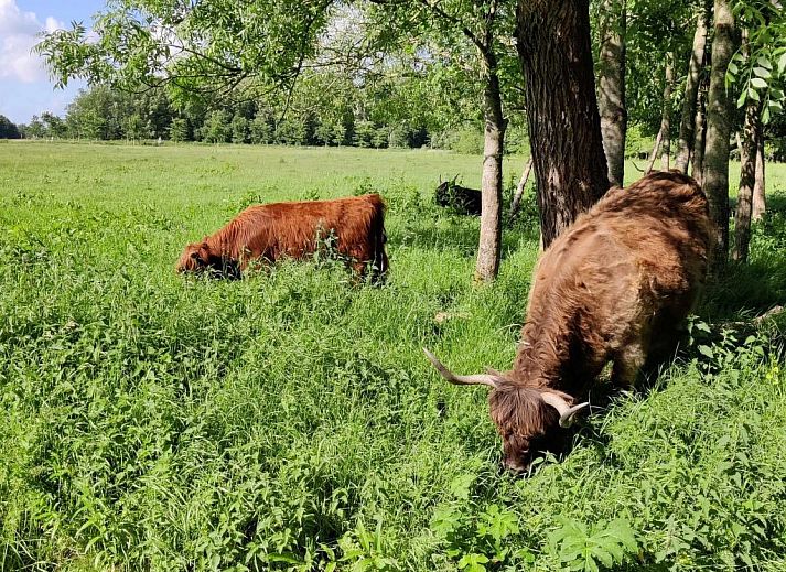 Verblijf 240120 - Appartement Friese elfsteden - Appartement Appartement in Leeuwarden mit Privater Terrasse