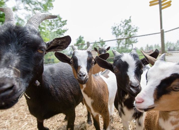 Cozy living room with dining area in vacation home at Recreatiebedrijf de Blikvaart, Sint Annaparochie, perfect for families in Friesland.