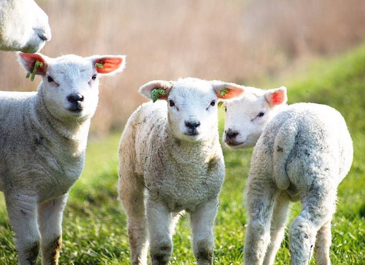 Bright living room with table soccer at Recreatiebedrijf de Blikvaart, Sint Annaparochie, offers relaxation in the Frisian countryside.