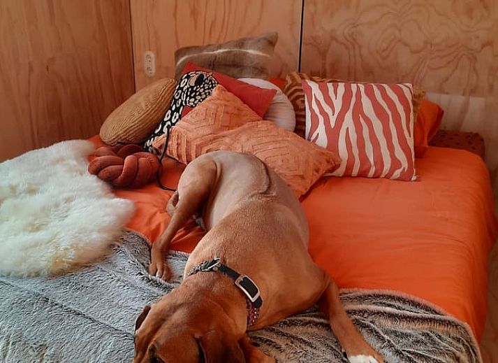 Lichte binnenruimte van Vakantiehuisje in Stavoren met uitzicht op de natuur, Friesland.