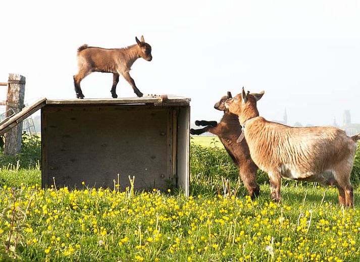 Stilvolle Kueche mit modernen Geraeten in Cottage in Bolsward, Ferienhaus in den friesischen Elfstaedten.