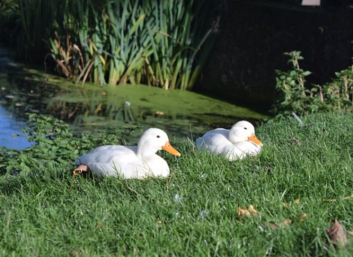 Stilvolle Kueche mit modernen Geraeten in Cottage in Bolsward, Ferienhaus in den friesischen Elfstaedten.