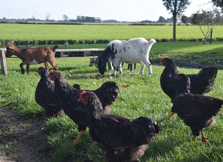Stilvolle Kueche mit modernen Geraeten in Cottage in Bolsward, Ferienhaus in den friesischen Elfstaedten.