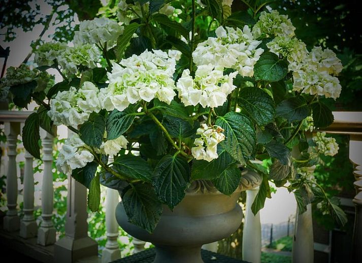 Unterkunft 245307 - Appartement Veluwe - Hotel Pegasus