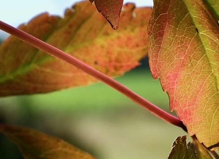 Rustige zitplek in de natuur bij Vakantiehuisje in Donkerbroek, Friesland.