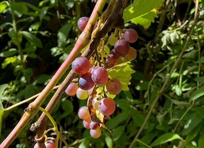 Gezellige binnenruimte in Vakantiehuisje in Donkerbroek, Het Friese platteland.