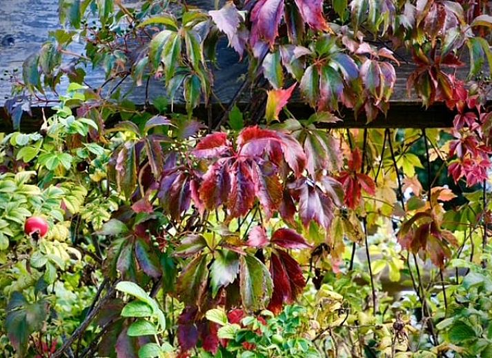 Uitzicht op bomen vanaf Vakantiehuisje in Donkerbroek, Friesland.