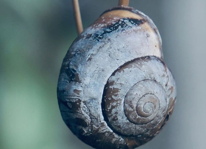 Natuurlijke omgeving rondom Vakantiehuisje in Donkerbroek, Het Friese platteland.
