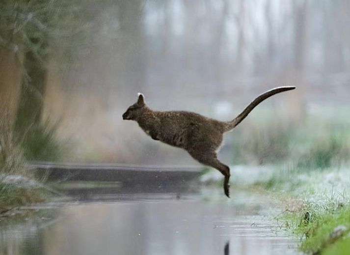 Gemuetliches Wohnzimmer des Ferienhauses in Makkinga mit Blick auf die friesische Landschaft.